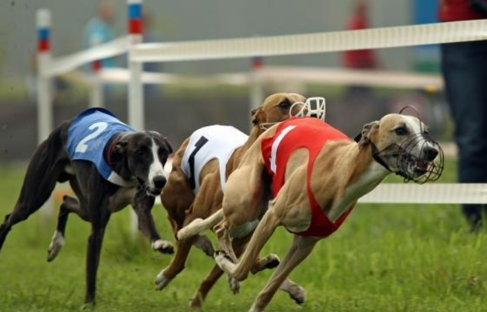 How do I bet on dog racing?